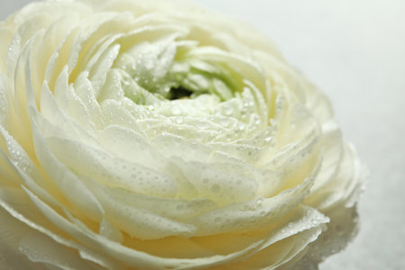 Beautiful ranunculus flower, closeup