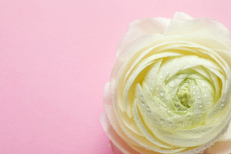 Beautiful ranunculus flower on color backgroundの写真素材