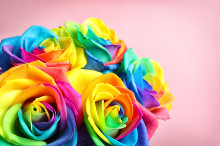 Amazing rainbow rose flowers on color backgroundの写真素材