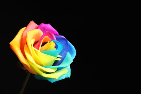 Amazing rainbow rose flower on black backgroundの写真素材