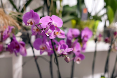 Beautiful purple orchid on blurred backgroundの写真素材