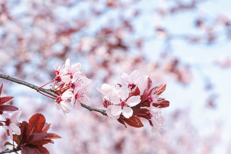 Blossoming spring tree, close up