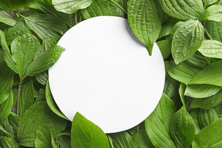 Blank card with space for text on green leavesの写真素材