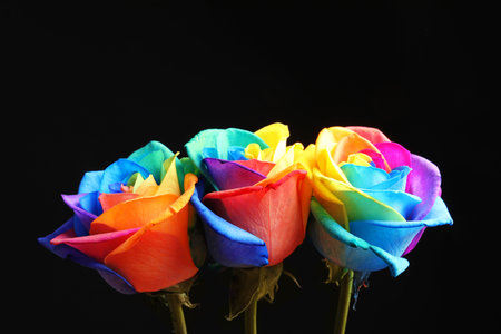 Amazing rainbow rose flowers on black backgroundの写真素材