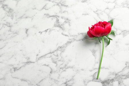 Beautiful blooming peony flower on marble backgroundの写真素材