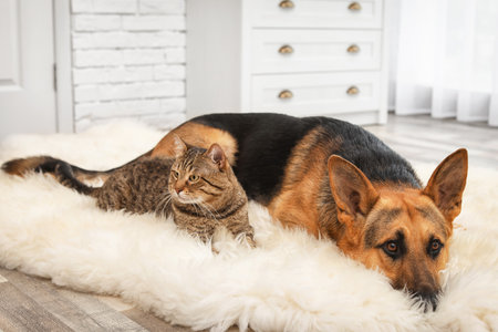 Adorable cat and dog resting together on fuzzy rug indoors. animal friendshipの写真素材