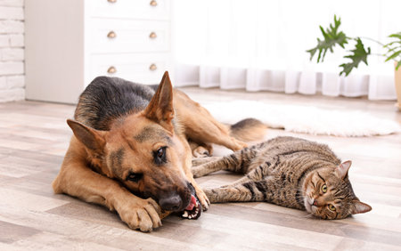 Adorable cat and dog resting together at home. animal friendshipの写真素材
