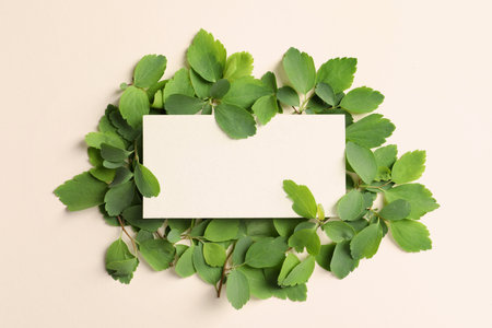 Blank card with green leaves on light backgroundの写真素材