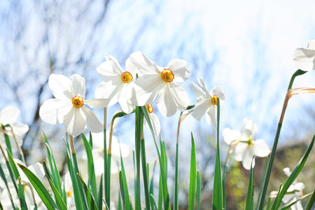 Beautiful blossoming daffodils on sunny spring day outdoorsの写真素材