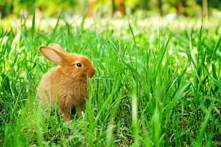 Cute red bunny among green grass, outdoorsの写真素材