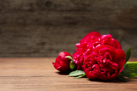 Beautiful blooming peony flowers on wooden tableの写真素材