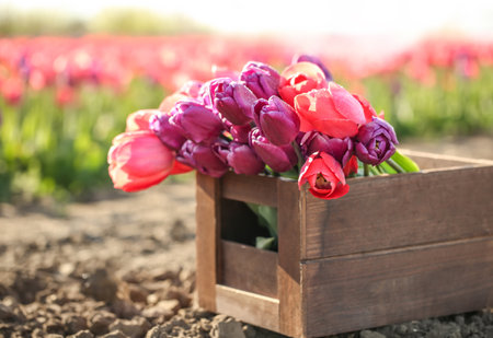 Wooden crate with blossoming tulips in field on sunny spring dayの写真素材