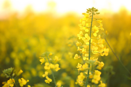 Blossoming yellow flowers in field on spring morning, closeupの写真素材