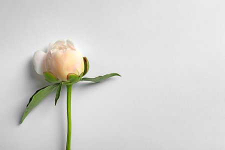 Beautiful blooming peony flower on white background, top viewの写真素材