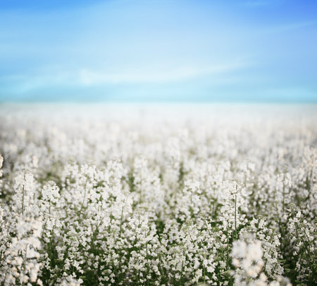 Field with blossoming flowers on spring morningの写真素材