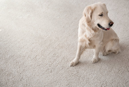 Cute dog sitting on carpet at homeの写真素材