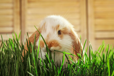 adorable bunny in grass against blurred backgroundの写真素材