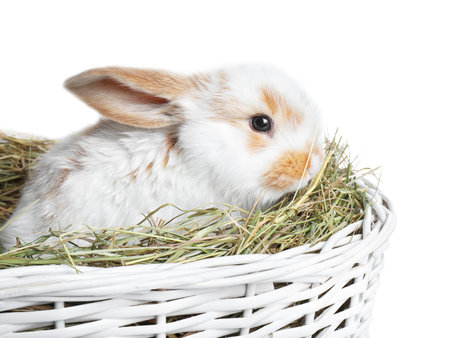 Cute bunny in wicker basket on white backgroundの写真素材