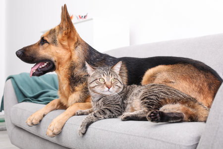 Adorable cat and dog resting together on sofa indoors. animal friendshipの写真素材