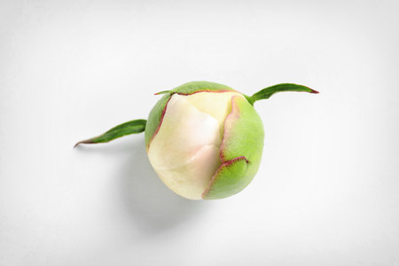 Beautiful bud of peony flower on white background, top viewの写真素材