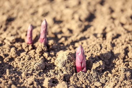 Young sprouts in field on sunny spring day, closeup