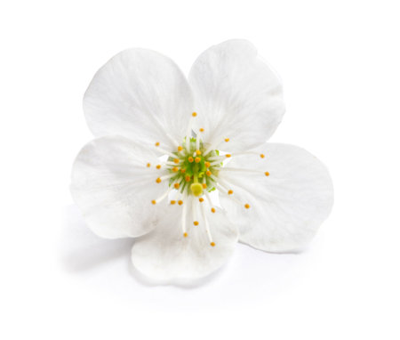 beautiful blossoming flower on white backgroundの写真素材