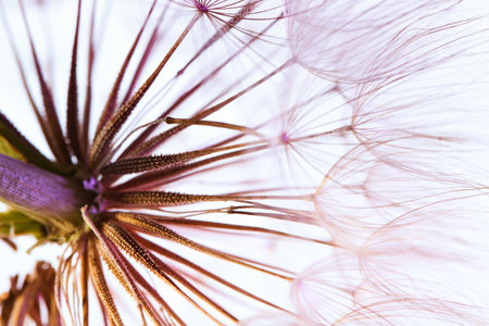 Dandelion seed head on light background, close upの写真素材
