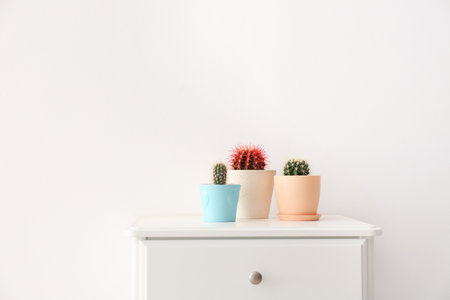 Beautiful cacti on table against light backgroundの写真素材
