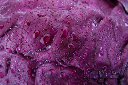 Ripe red cabbage with water drops as background, closeupの写真素材