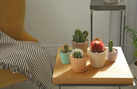 Stylish room interior with beautiful cacti on tableの写真素材