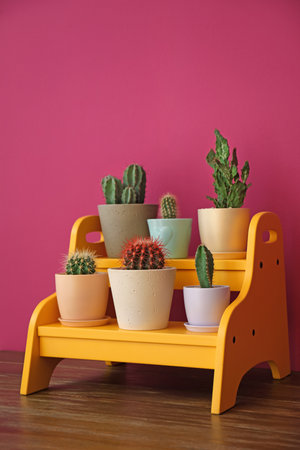 Beautiful cacti in flowerpots on stand near color wallの写真素材