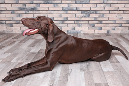 German Shorthaired Pointer dog lying on floorの写真素材