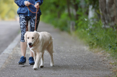Young woman with her dog together in the park. pet careの写真素材