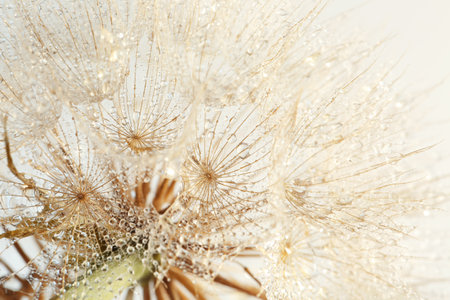 Dandelion seed head on light background, close upの写真素材