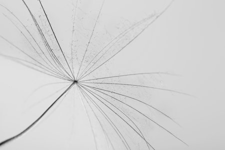 Dandelion seed on gray background, close up. black and white effectの写真素材