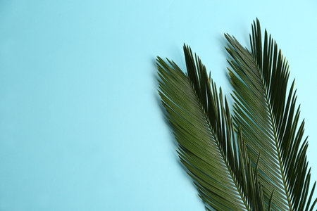 Beautiful tropical leaves on color background, top viewの写真素材