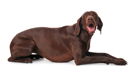 German Shorthaired Pointer dog on white background
