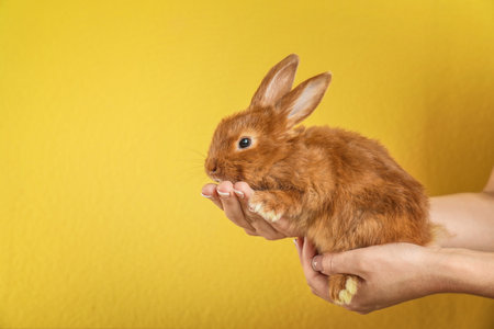 Woman holding adorable rabbit on color backgroundの写真素材