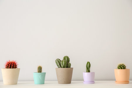 Beautiful cacti in flowerpots on white table indoorsの写真素材