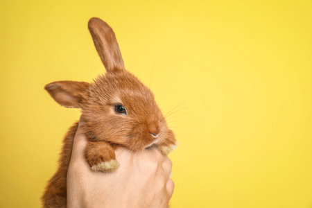 Woman holding adorable rabbit on color backgroundの写真素材