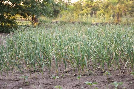 Young green garlic sprouts growing in the fieldの写真素材