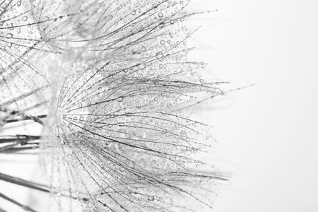 Dandelion seeds on gray background, close up. black and white effectの写真素材