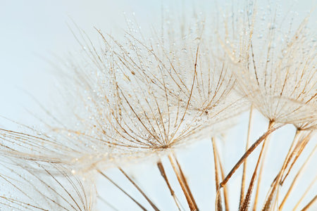 Dandelion seeds on light background, close upの写真素材