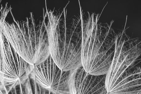 Dandelion seeds on gray background, close up. black and white effectの写真素材