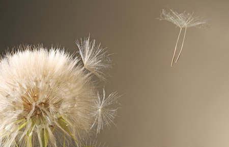 White dandelion seed head on gray background