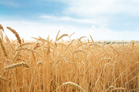 Wheat grain field on sunny day. Cereal farmingの写真素材