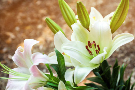 Beautiful blooming lily flowers in garden, closeupの写真素材