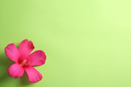 Beautiful tropical Hibiscus flower on color background with space for design, top viewの写真素材
