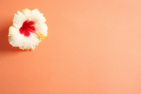 Beautiful tropical Hibiscus flower on color background with space for design, top viewの写真素材