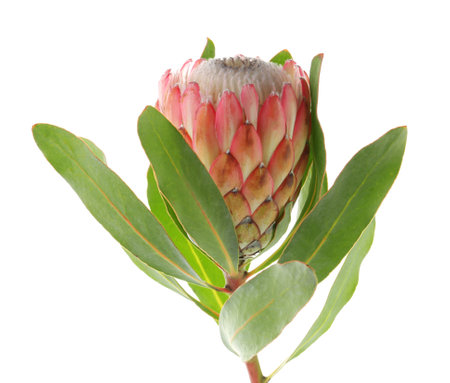 Beautiful protea flower on white background. tropical plantの写真素材